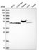 PMS1 Homolog 2, Mismatch Repair System Component antibody, HPA044400, Atlas Antibodies, Western Blot image 