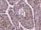 Intraflagellar Transport 20 antibody, 108067-T08, Sino Biological, Immunohistochemistry frozen image 