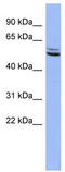 Synapsin III antibody, TA330013, Origene, Western Blot image 