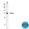 ST6 Beta-Galactoside Alpha-2,6-Sialyltransferase 1 antibody, AF5924, R&D Systems, Western Blot image 