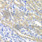 SURF1 Cytochrome C Oxidase Assembly Factor antibody, A6758, ABclonal Technology, Immunohistochemistry paraffin image 