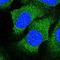 Cell Cycle Exit And Neuronal Differentiation 1 antibody, NBP2-14469, Novus Biologicals, Immunofluorescence image 