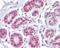 Apurinic/Apyrimidinic Endodeoxyribonuclease 1 antibody, PA1-41227, Invitrogen Antibodies, Immunohistochemistry paraffin image 