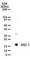 Lymphocyte Antigen 86 antibody, orb95313, Biorbyt, Western Blot image 