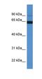 Microtubule Associated Protein 6 antibody, orb326335, Biorbyt, Western Blot image 