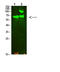 Collagen Type XIII Alpha 1 Chain antibody, A06702-1, Boster Biological Technology, Western Blot image 