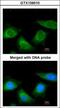 Serpin Family A Member 7 antibody, GTX109010, GeneTex, Immunofluorescence image 