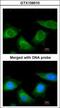 Thyroxine-binding globulin antibody, GTX109010, GeneTex, Immunofluorescence image 