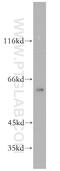 Copine 6 antibody, 13782-1-AP, Proteintech Group, Western Blot image 