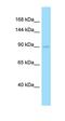 Exonuclease 1 antibody, orb331233, Biorbyt, Western Blot image 