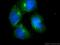 Ras Interacting Protein 1 antibody, 17971-1-AP, Proteintech Group, Immunofluorescence image 