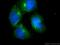 Ras-interacting protein 1 antibody, 17971-1-AP, Proteintech Group, Immunofluorescence image 