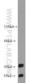 BAG family molecular chaperone regulator 1 antibody, 16150-1-AP, Proteintech Group, Western Blot image 