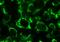 BCL2 Like 13 antibody, M06151, Boster Biological Technology, Immunohistochemistry paraffin image 