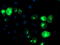 Transferrin Receptor 2 antibody, M02353, Boster Biological Technology, Immunofluorescence image 