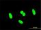 Scm Polycomb Group Protein Like 1 antibody, H00006322-M01, Novus Biologicals, Immunocytochemistry image 