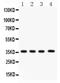 PDZ Binding Kinase antibody, PA5-79786, Invitrogen Antibodies, Western Blot image 