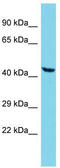 ATPase Family AAA Domain Containing 3C antibody, TA332239, Origene, Western Blot image 