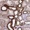 Inward rectifier potassium channel 16 antibody, NBP2-34127, Novus Biologicals, Immunohistochemistry frozen image 