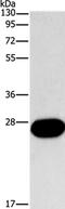 Fibroblast Growth Factor 9 antibody, PA5-50202, Invitrogen Antibodies, Western Blot image 