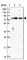 Fermitin family homolog 1 antibody, HPA041966, Atlas Antibodies, Western Blot image 