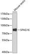 Sperm Associated Antigen 16 antibody, 22-974, ProSci, Western Blot image 
