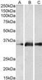 Kallikrein Related Peptidase 5 antibody, MBS420050, MyBioSource, Western Blot image 