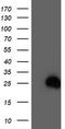 Ras Homolog Family Member D antibody, TA503891, Origene, Western Blot image 