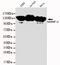 pp120 antibody, GTX49242, GeneTex, Western Blot image 