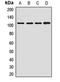 Oxysterol Binding Protein Like 3 antibody, LS-C668552, Lifespan Biosciences, Western Blot image 