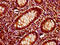 Intersectin 1 antibody, CSB-PA621885LA01HU, Cusabio, Immunohistochemistry frozen image 