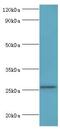 TNF Superfamily Member 13 antibody, LS-C376921, Lifespan Biosciences, Western Blot image 