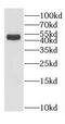 Glutamate Decarboxylase Like 1 antibody, FNab03297, FineTest, Western Blot image 