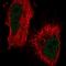 Zinc Finger And BTB Domain Containing 7B antibody, HPA025820, Atlas Antibodies, Immunofluorescence image 