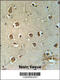 Mitochondrial Carrier 2 antibody, 61-952, ProSci, Immunohistochemistry frozen image 