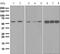 Non-POU Domain Containing Octamer Binding antibody, ab133574, Abcam, Western Blot image 