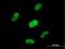 Zinc Finger Protein 446 antibody, H00055663-B01P, Novus Biologicals, Immunofluorescence image 