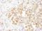 Bifunctional protein NCOAT antibody, A304-345A, Bethyl Labs, Immunohistochemistry paraffin image 