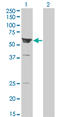 Rho Guanine Nucleotide Exchange Factor 5 antibody, LS-C198517, Lifespan Biosciences, Western Blot image 