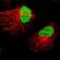 X-Ray Repair Cross Complementing 4 antibody, NBP1-89463, Novus Biologicals, Immunocytochemistry image 