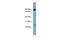 Solute Carrier Family 6 Member 5 antibody, PA5-42437, Invitrogen Antibodies, Western Blot image 