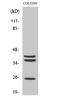 Cathepsin B antibody, STJ92044, St John