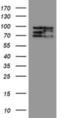 CCR4-NOT Transcription Complex Subunit 4 antibody, NBP2-03878, Novus Biologicals, Western Blot image 