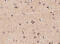 SLIT And NTRK Like Family Member 2 antibody, 4457, ProSci, Immunohistochemistry frozen image 