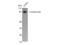 Catenin Beta 1 antibody, STJ92042, St John