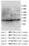 Somatostatin antibody, LS-C172192, Lifespan Biosciences, Western Blot image 
