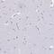 RNS3 antibody, PA5-63260, Invitrogen Antibodies, Immunohistochemistry paraffin image 