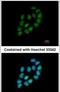 Ribosomal Oxygenase 2 antibody, PA5-31229, Invitrogen Antibodies, Immunofluorescence image 