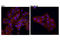 Tight Junction Protein 1 antibody, 13663S, Cell Signaling Technology, Immunocytochemistry image 