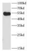 Coiled-Coil Domain Containing 83 antibody, FNab01369, FineTest, Western Blot image 